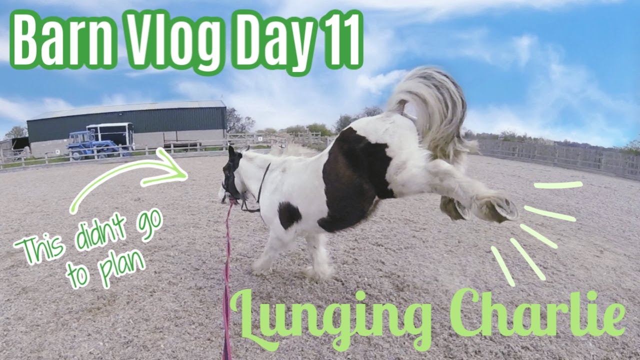 Lunging Charlie Goes Wrong & Grooming Taffy | Barn Vlog | Lock Down Day 11