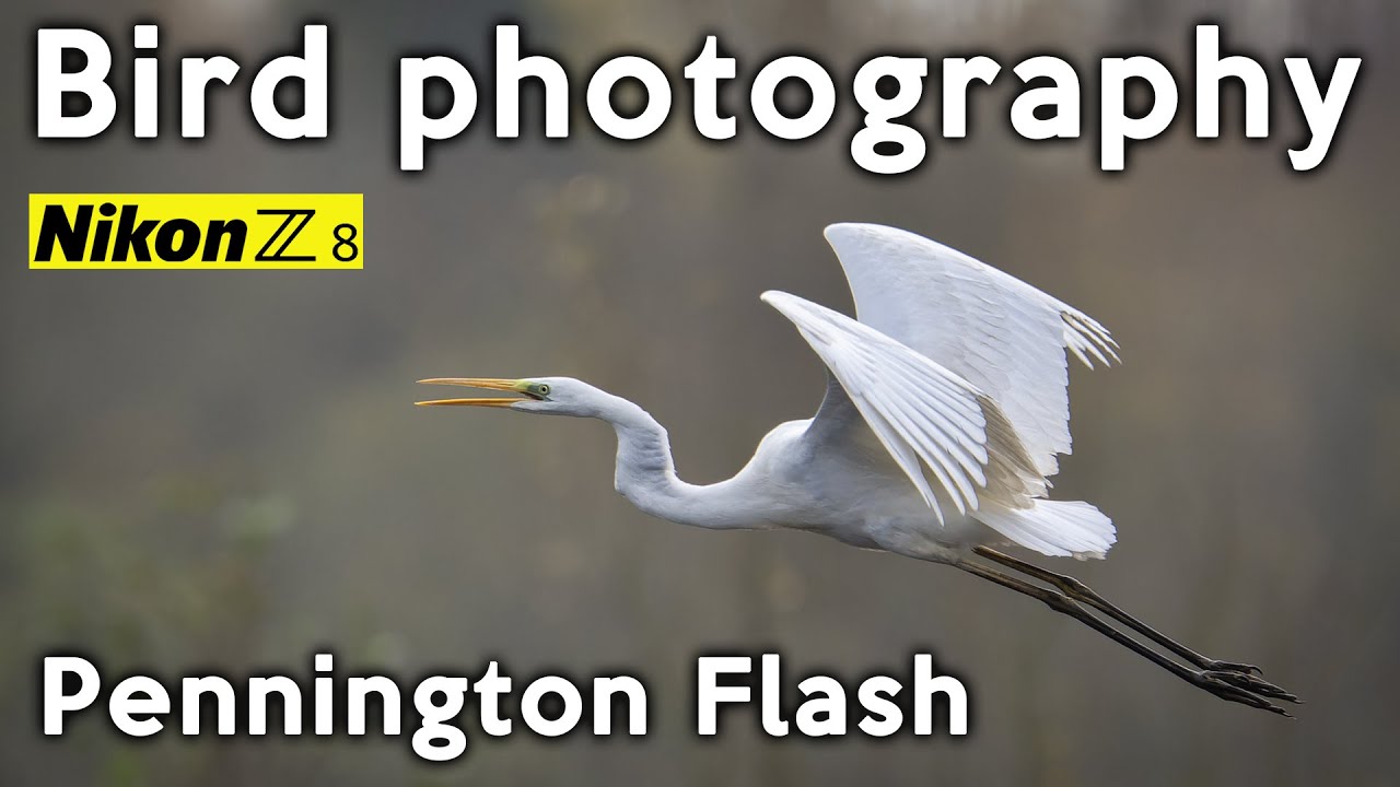 Photographing Wild Birds at Pennington Flash   Nikon Z8