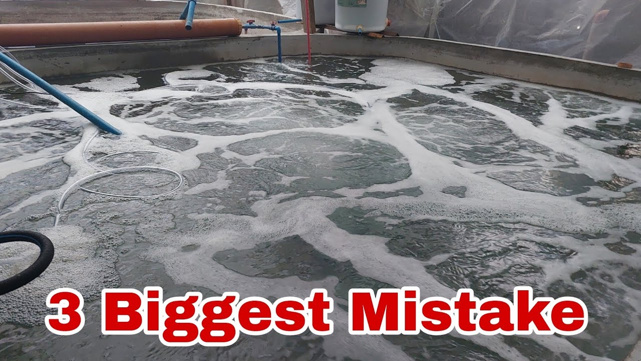 3 Biggest Mistake ko in Starting Indoor Biofloc shrimp kaya Patay lahat