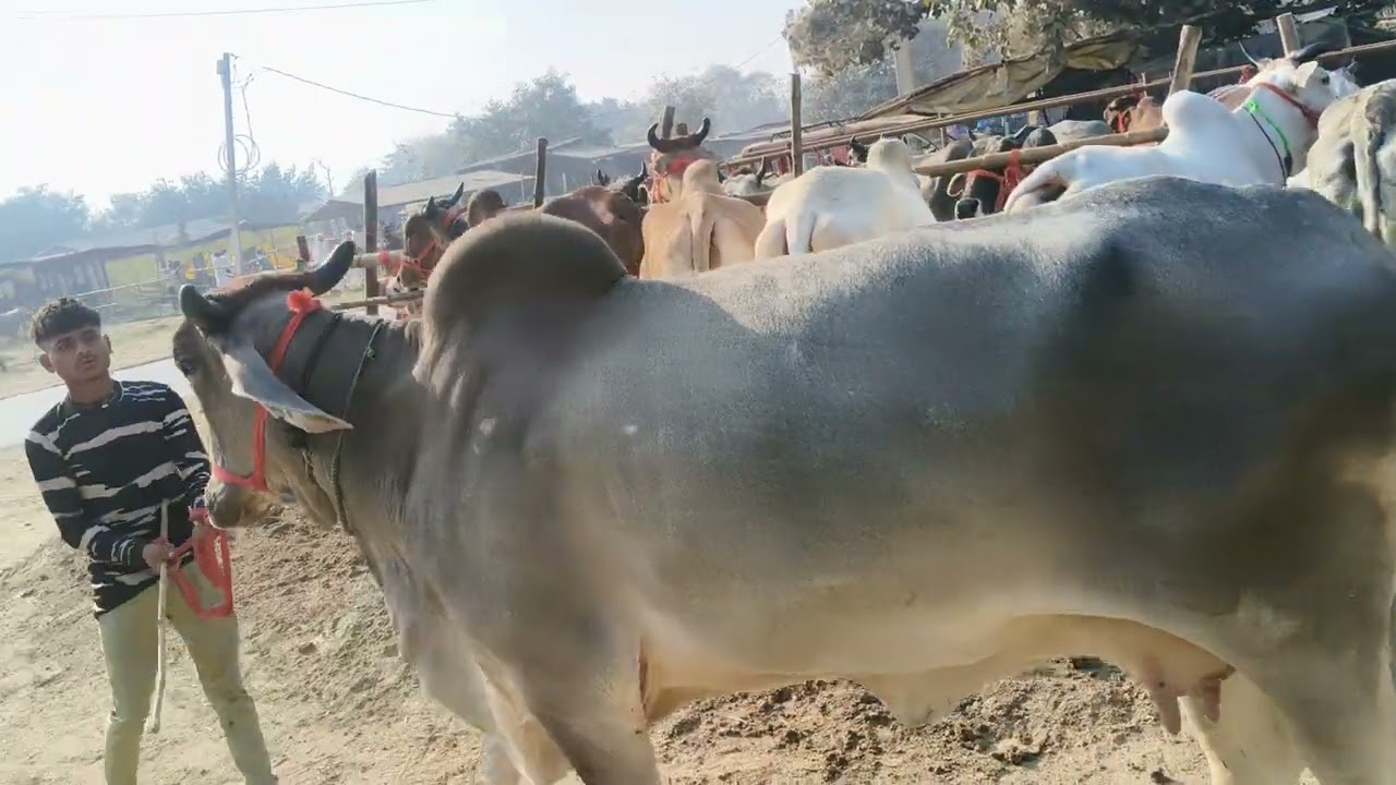 Cow for sell in chausa pasu mandi buxar Bihar se nya video S pandey 9155472296