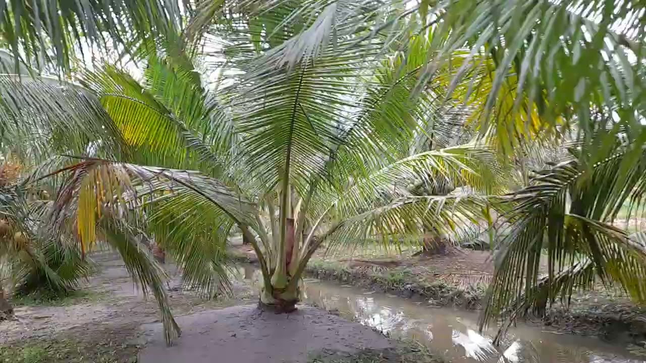 Buổi sáng cùng với em thăm vườn dừa ta của em 