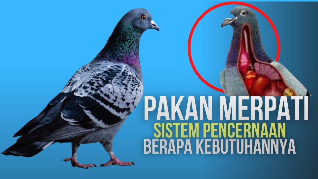 🔴 pakan ,kebutuhan dan proses pencernaan pada burung merpati