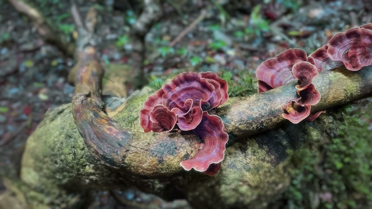 I went to a forest. (An artists tryst with Fringe Ford - Manisha Chatterjee's visual love poem)
