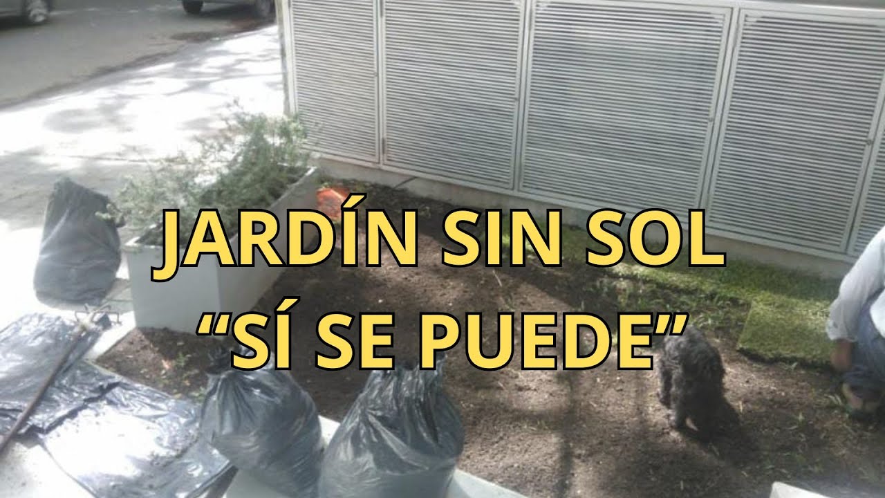 Qué plantar en un jardín con mucha sombra (césped brasilero y licopodium)