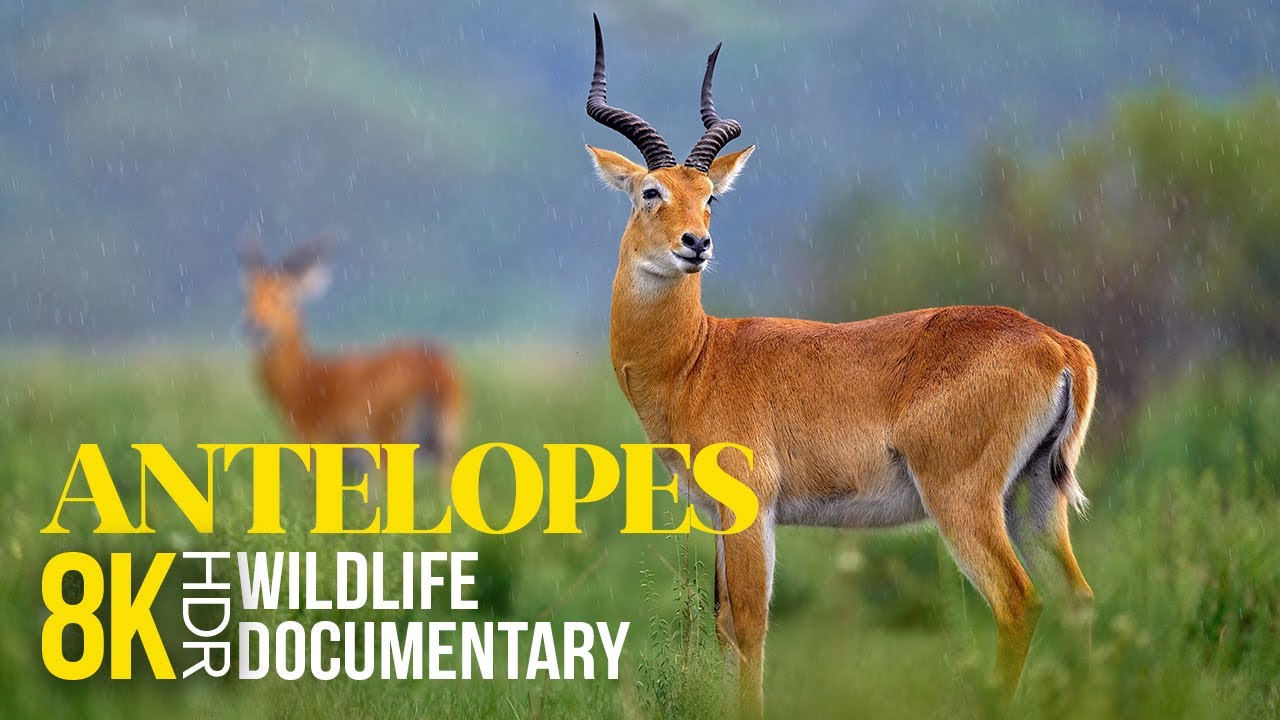 Antelope Species & Interesting Facts - 8K HDR Documentary - South Africa&rsquo;s Amazing Wildlife