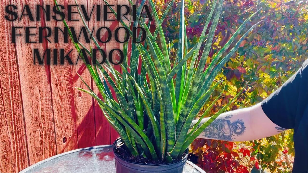 How I Care For My Sansevieria Fernwood Mikado and Repot