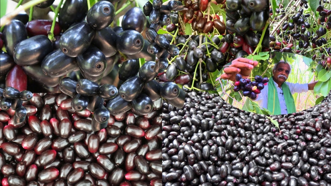 ನೇರಳೆ ಹಣ್ಣಿನ ಕೃಷಿ | JAMUN FRUIT FARMING | JAMUN FRUIT CULTIVATION | NERALE HANNU | @CHEEGORA