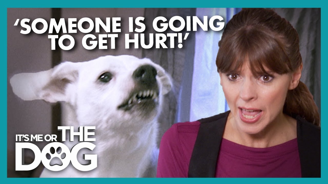 Dangerous Dog at Risk of Being Put Down For Biting Guests | It's Me or The Dog