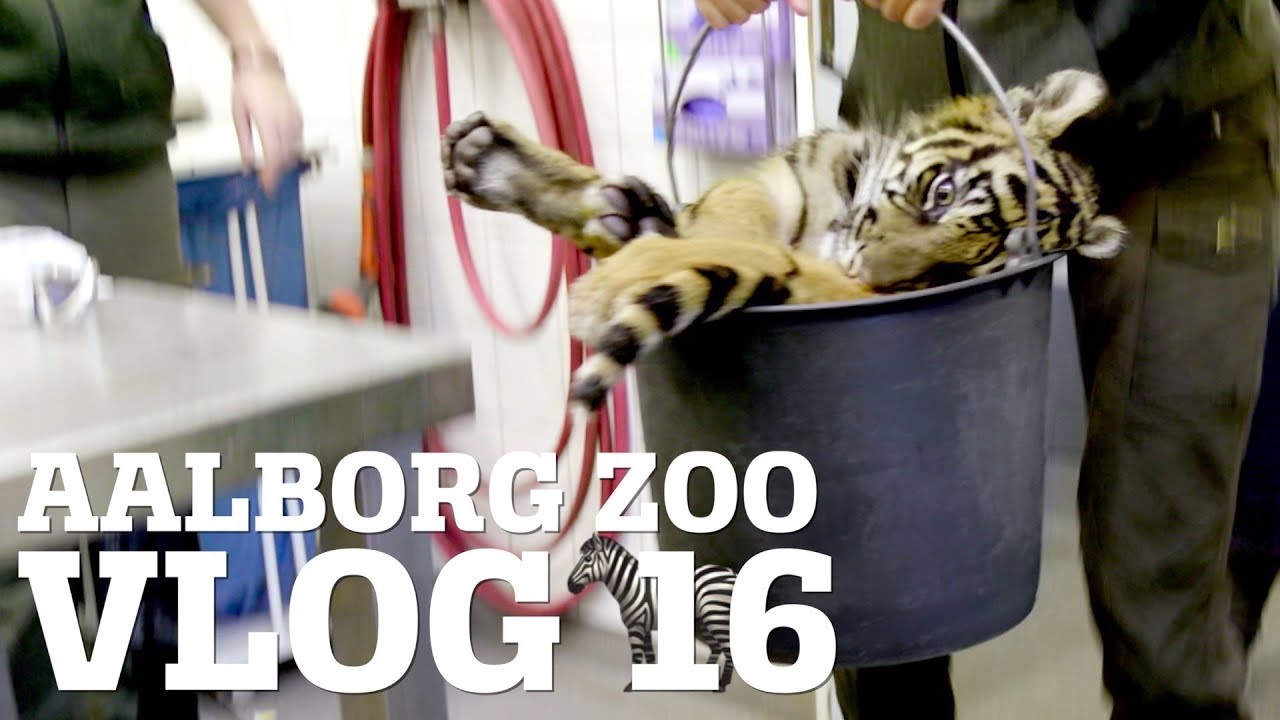 VI M&Aring; BRUGE GEV&AElig;RET MOD TIGERUNGEN │  HVORFOR HAR EN ZEBRA STRIBER?│ AALBORG ZOO VLOG 16