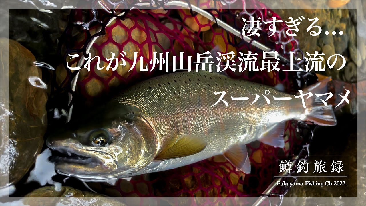 九州山岳夏の尺上【スーパーヤマメ（山女魚）】との出会い | Megabass Huntsman、Shimano Bantam 100、Abu Ambassadeur 2500cc #鱒釣旅録 2022