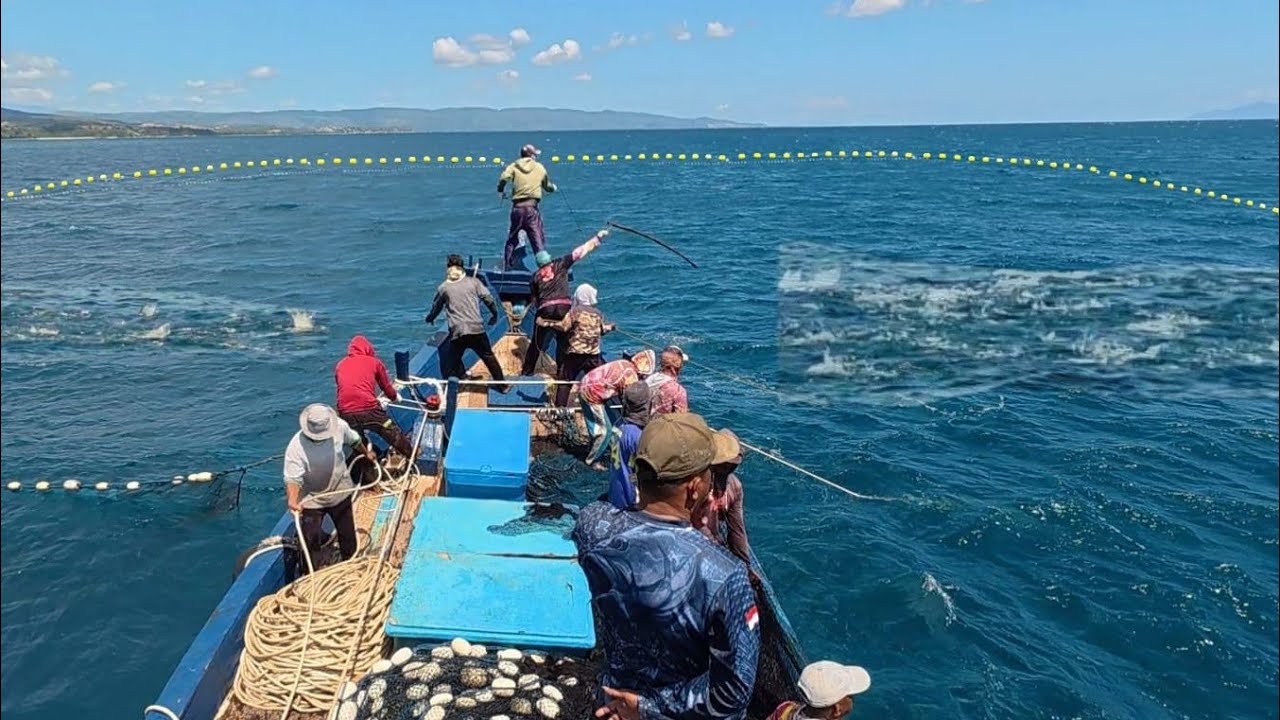 Purse seine, this is how Indonesian fishermen catch tuna