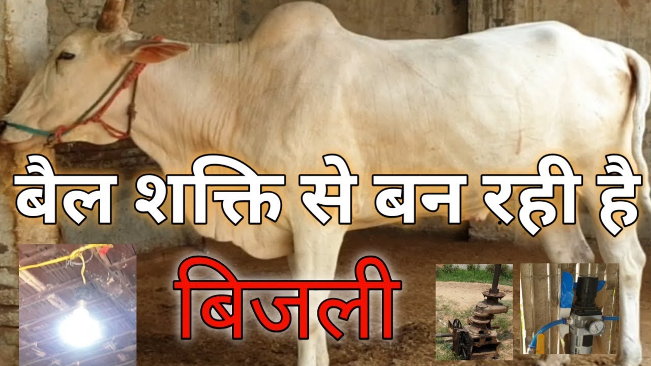 Bull power and economy : Clean energy :न डीजल न कोयला, यहां बैल बना रहा है बिजली