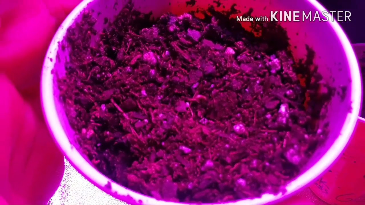 Grow room up date ,NUKE HEADS SEEDS,  MAXSISUN1440