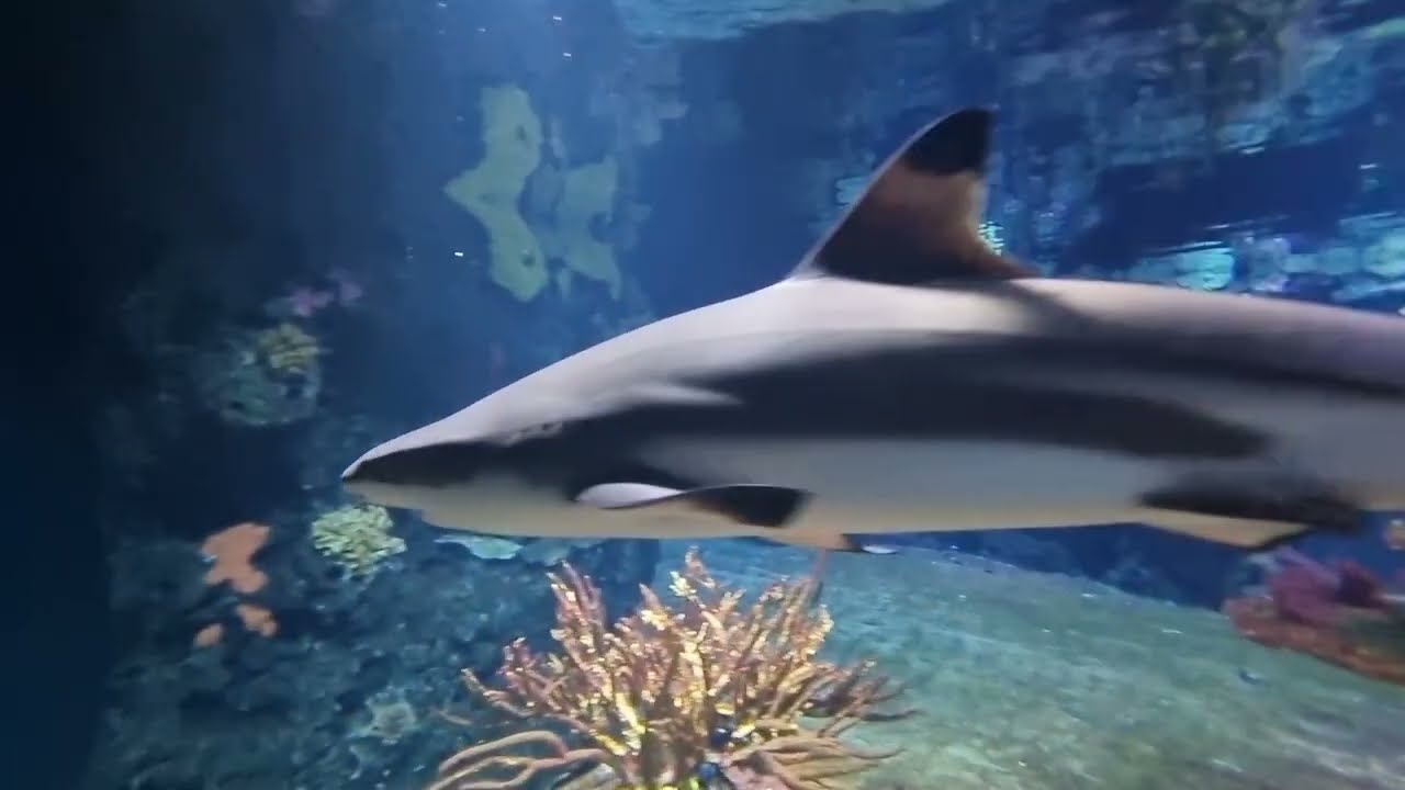 Aquarium Berlin - Nachtführung