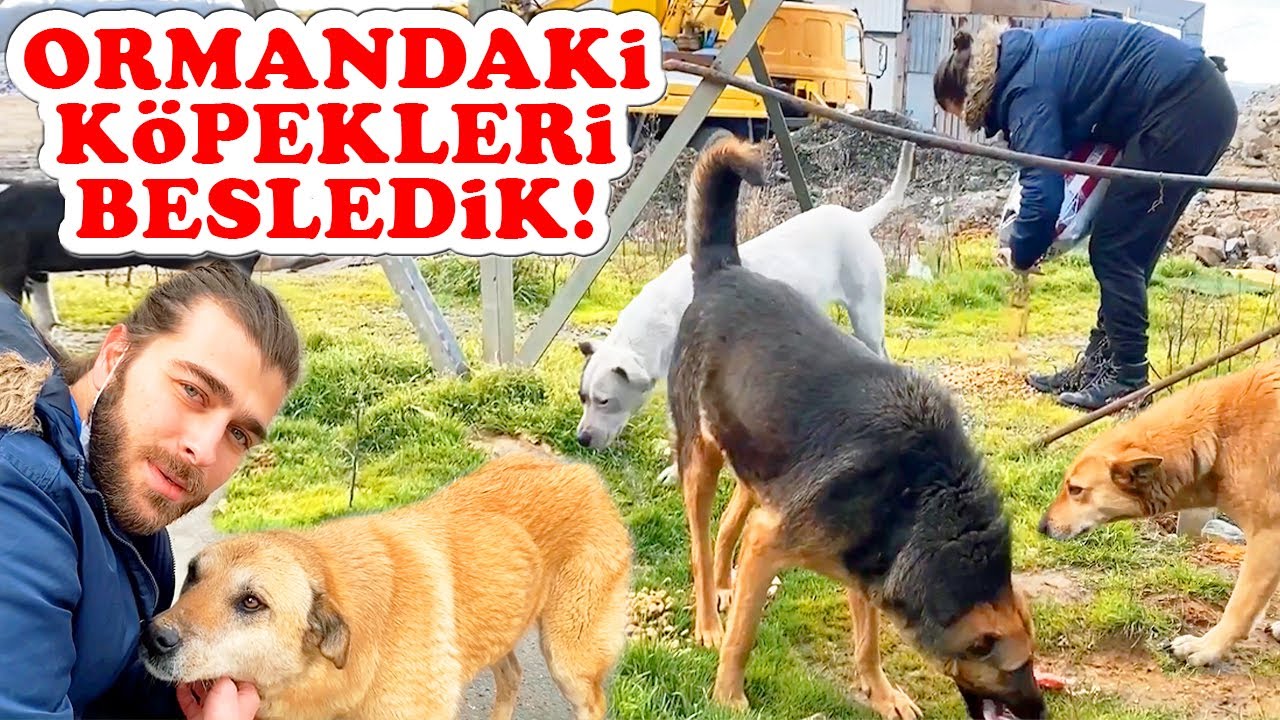 СОБАКИ В ЛЕСУ! Мы накормили бездомных собак! #TheVet