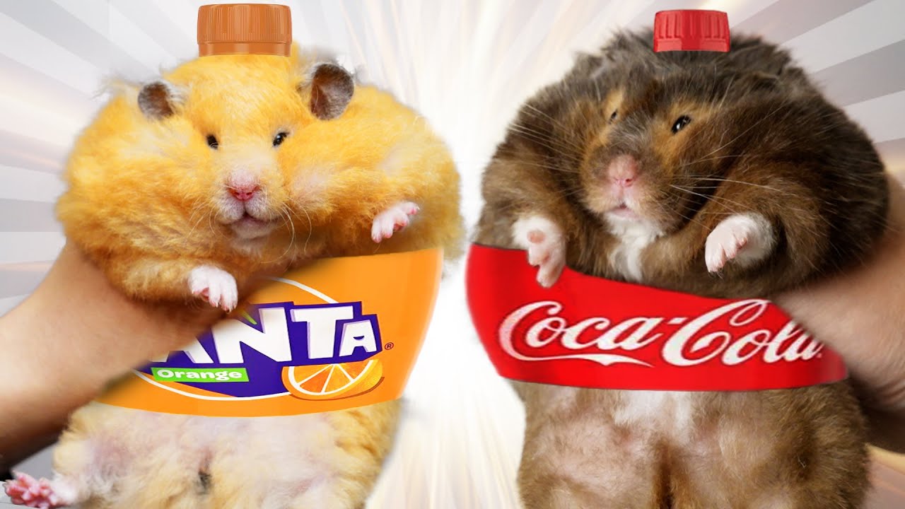 My Top 10 Chonky Hamsters