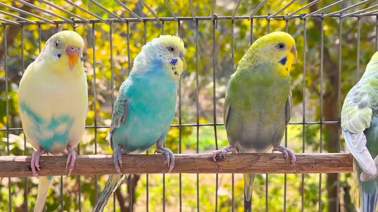 10 hours of budgie sounds to encourage your parrot to eat and sing Budgies Singing