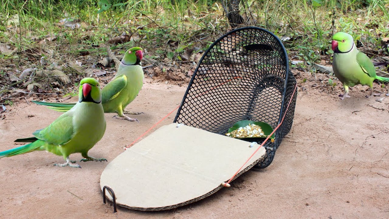 Creative Simple Unique Parrot Trap Using Small Motorcycle Basket And Cardboard
