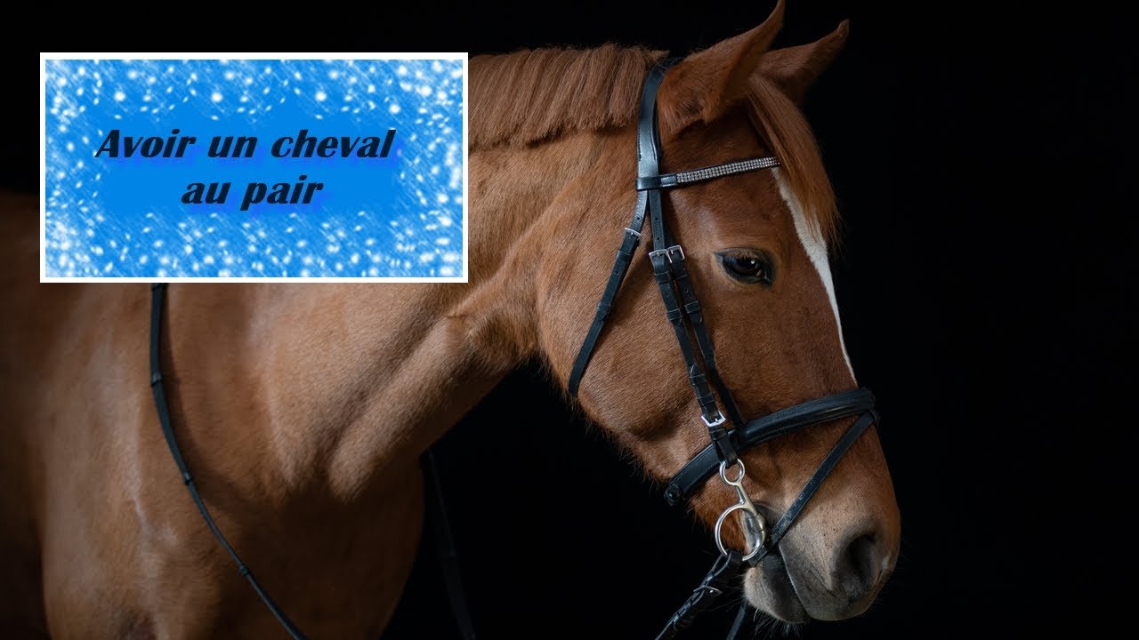 Avoir un cheval au pair: Mon expérience