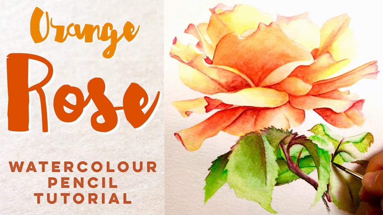 How to paint a rose with watercolour pencils | DERWENT pencil tutorial