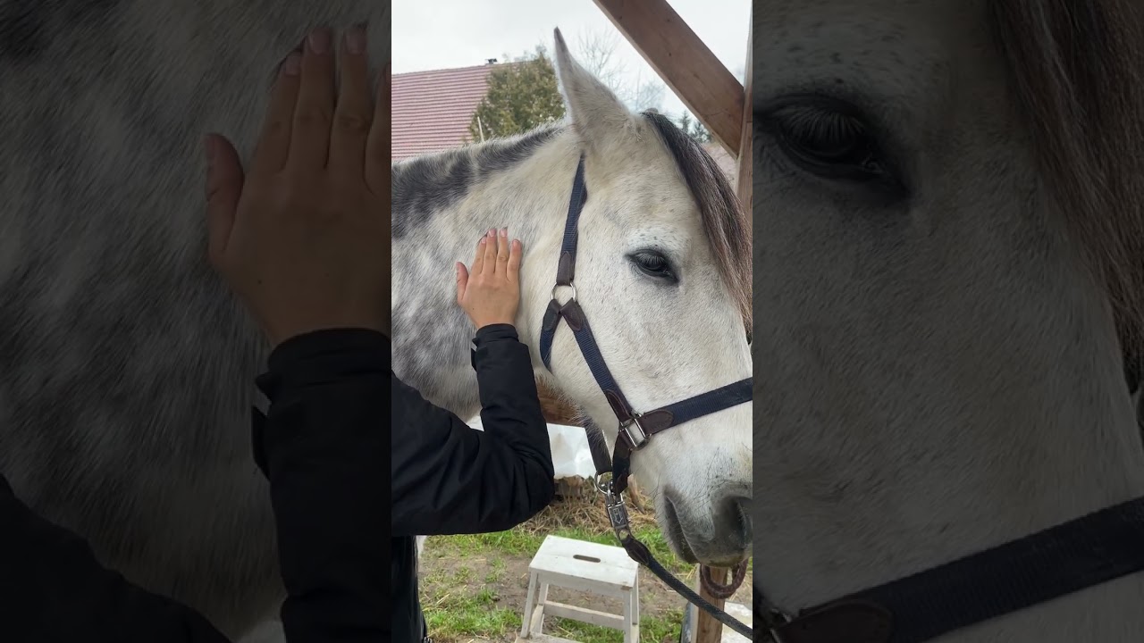 Verspannungen beim Pferd lösen - ganz einfach