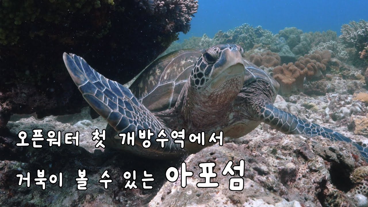 [2024 두마게티] DAY7. 오픈워터 왕초보도 즐길 수 있는 아포섬 다이빙