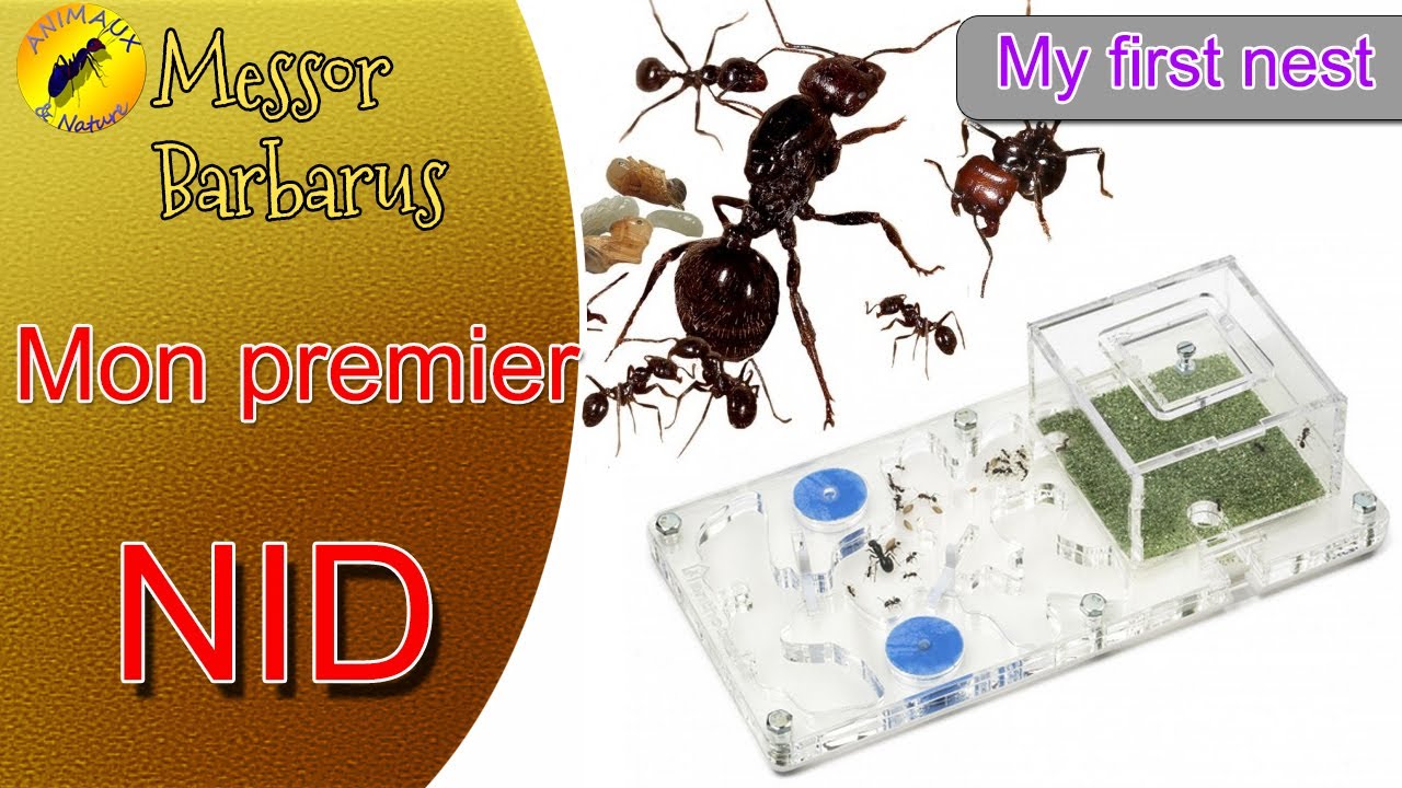 Ma première colonie de fourmis Messor Barbarus  avec nid en plexi