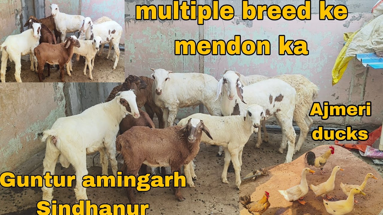 Multiple breed ke mendon ka lot Guntur amingad sindhanur sheep & Ajmeri ducks hai available in Hyde