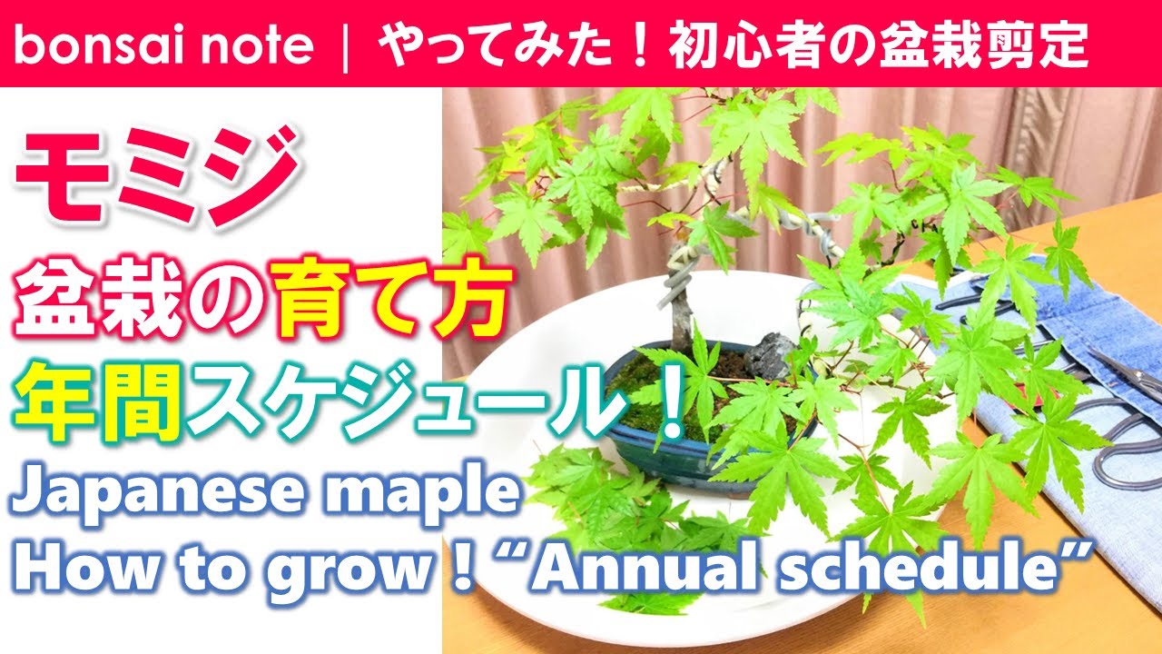 モミジ盆栽の育て方！年間スケジュール｜Japanese maple &ldquo;Annual schedule&rdquo;【盆栽／bonsai】
