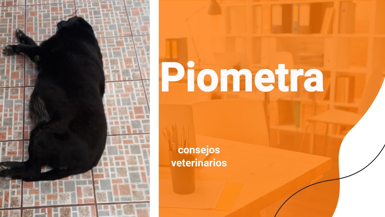 Piometra en perras