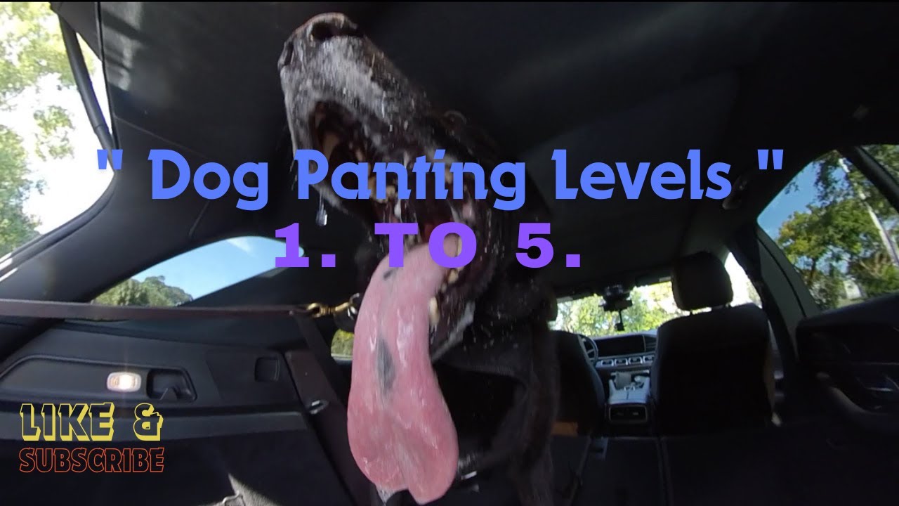 Dog Panting Levels 