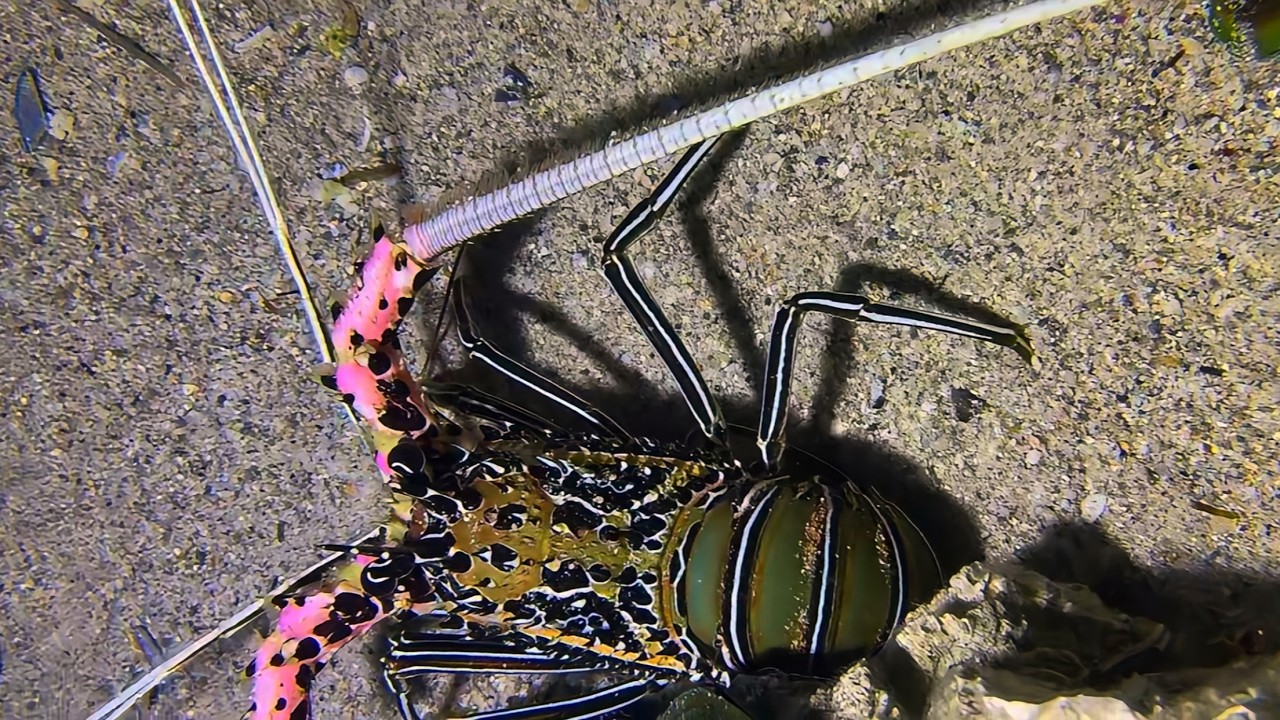 Diving to catch seafood, look how many I caught!！QU098 #diving #fishing #lobster