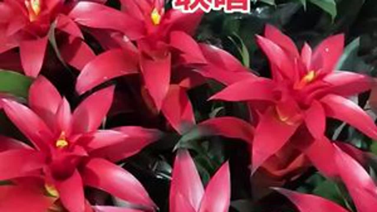 #山后面是什么我会自己去看 #爱生活爱养花 #家庭养花