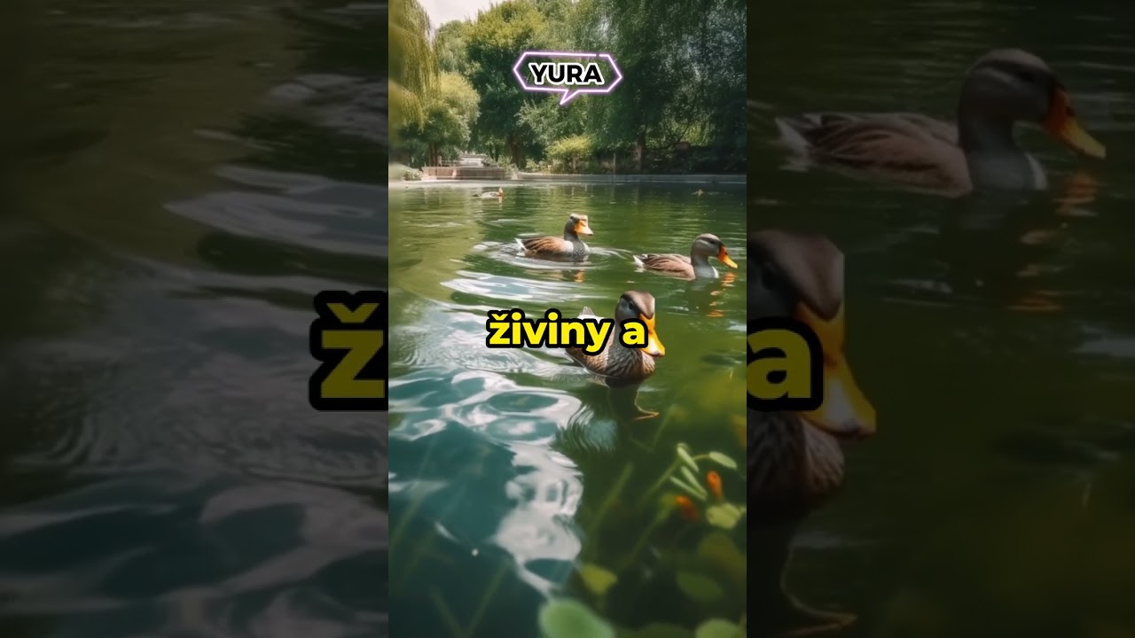 Proč Nekrmit Kachny Pečivem?😮 #shorts