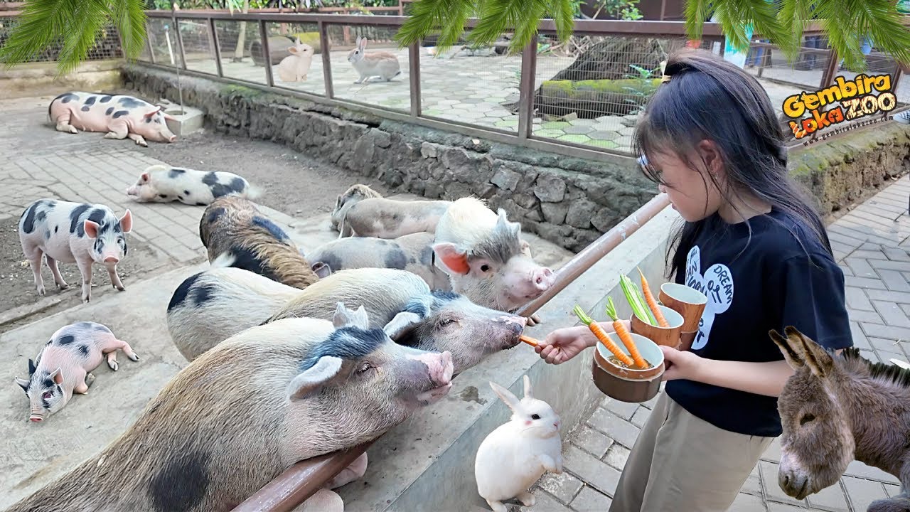 Kasih Makan Peppa Pig Babi, Kelinci, Kuda Poni dan Naik Keledai di Kebun Binatang