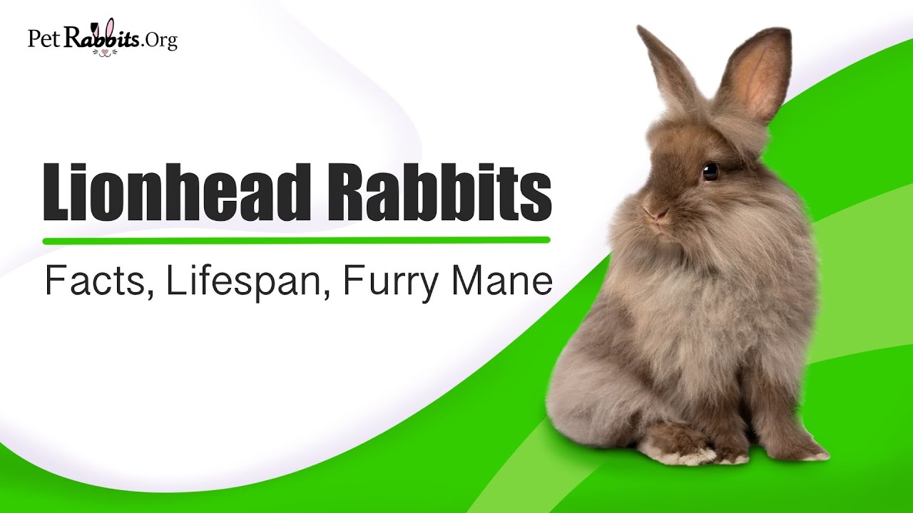 Lionhead Rabbits Everything To Know - Facts, Lifespan, Furry Mane