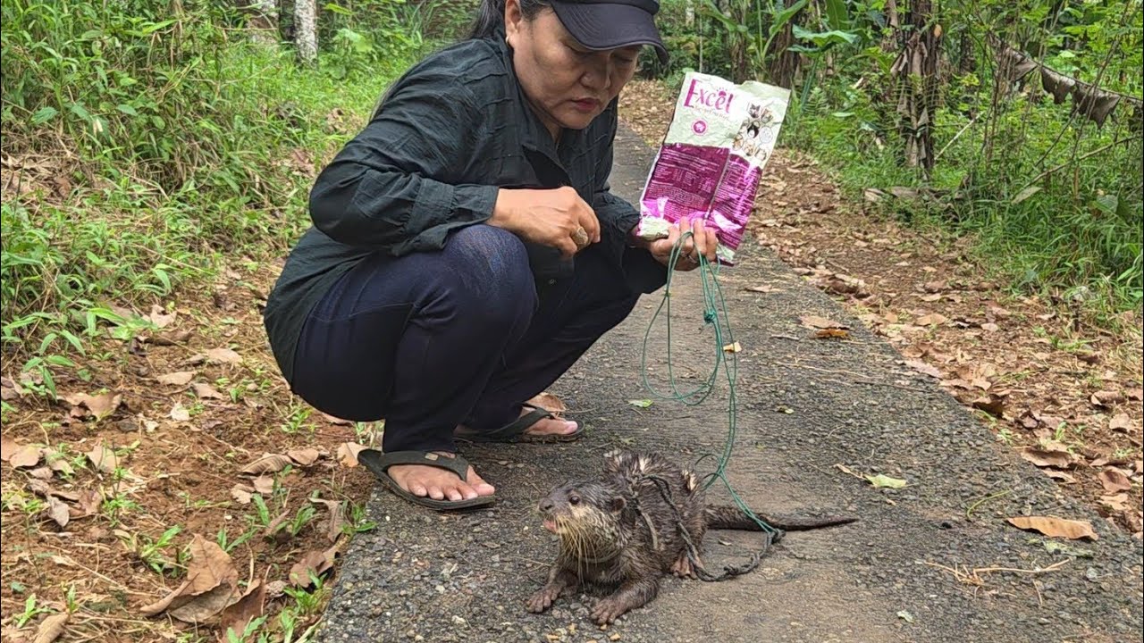 Kasian..!! Adopsi otter yang terlantar sampai kurus ll Adopting an abandoned otter