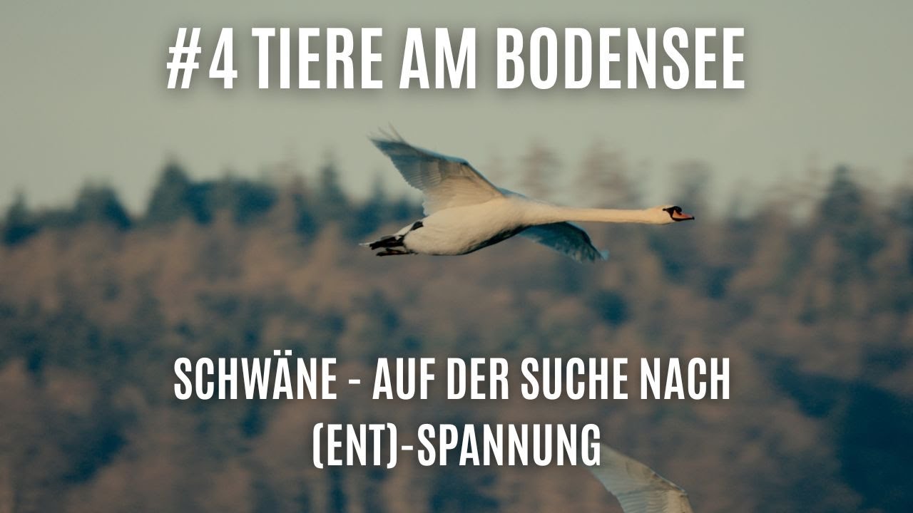 #4 Tiere am Bodensee - Schwäne auf der Suche nach (Ent-)Spannung