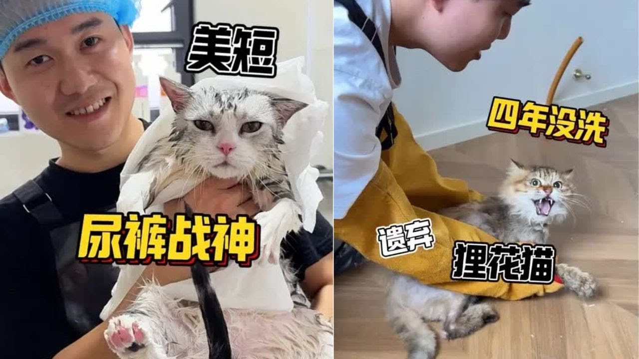 被寵物店拉黑的戰神美短！居然是紙老虎！ #洗澡  #宠物  #貓咪洗澡 #貓咪咬人 #惡貓 #上門洗貓 #寵物 #猫咪