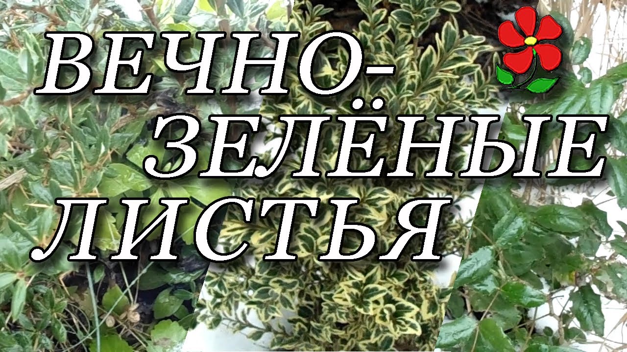 Вечнозелёные ЛИСТВЕННЫЕ растения нашего климата. Обзор.