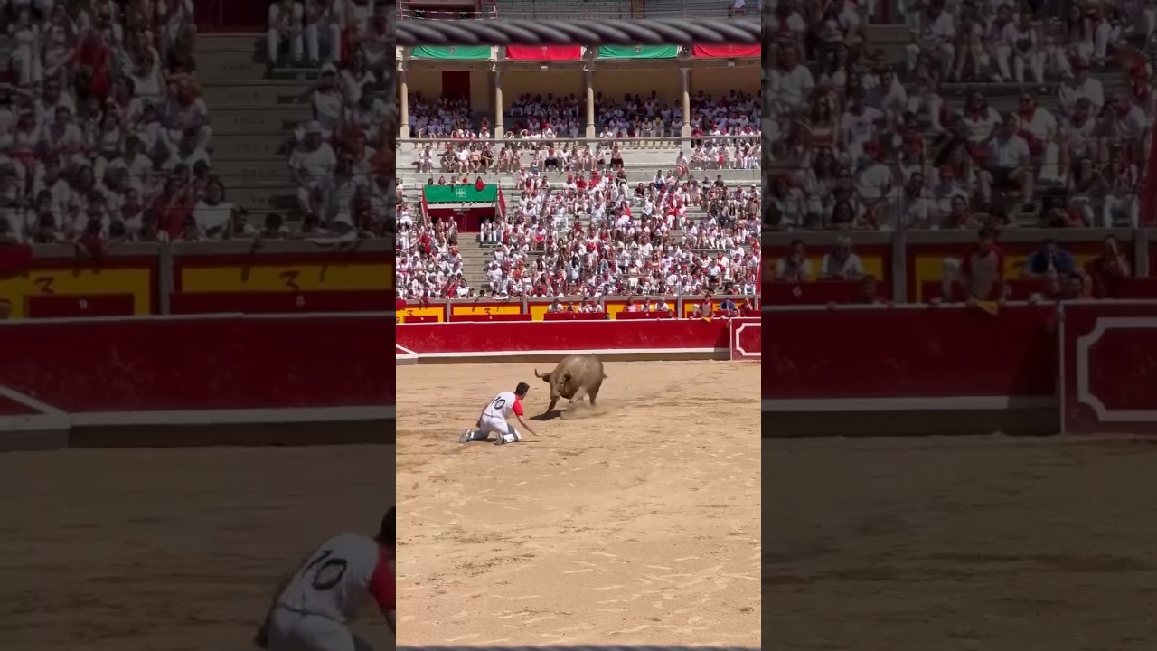 Bull sports