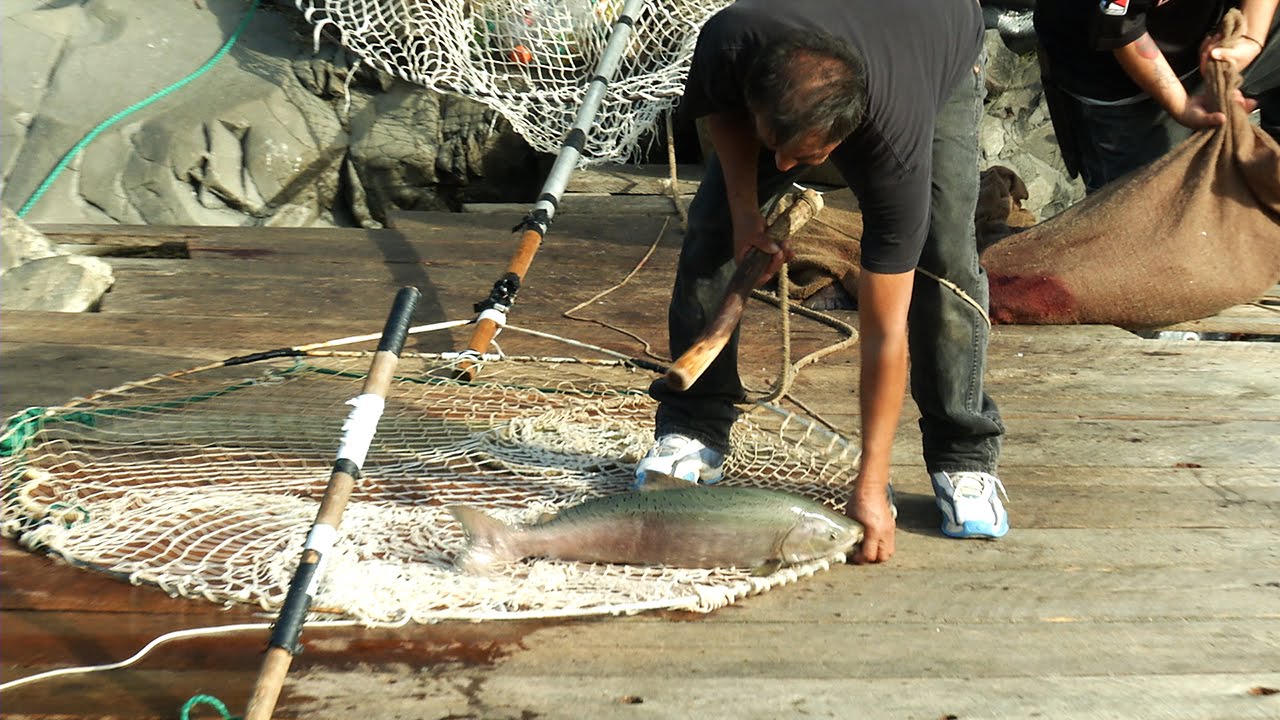 Traditional Dip Net Fishing  The Yakama Nation Tribe