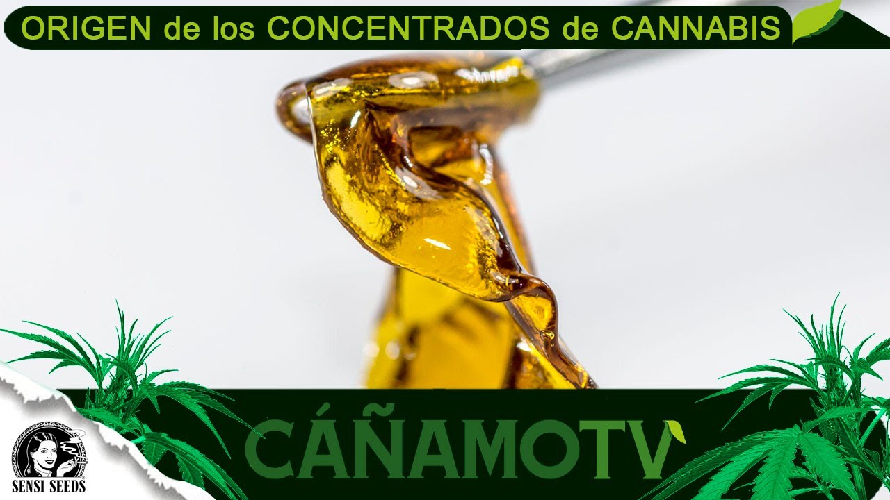 El ORIGEN de los CONCENTRADOS de CANNABIS