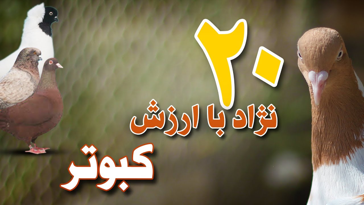 20 نژاد گران قیمت کبوتر