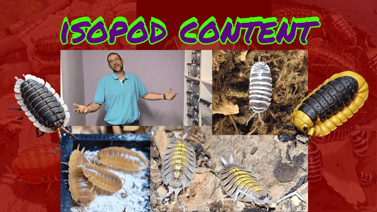 We messed up the substrate!  🤦‍♂️ Monthly Isopod Update 03/26