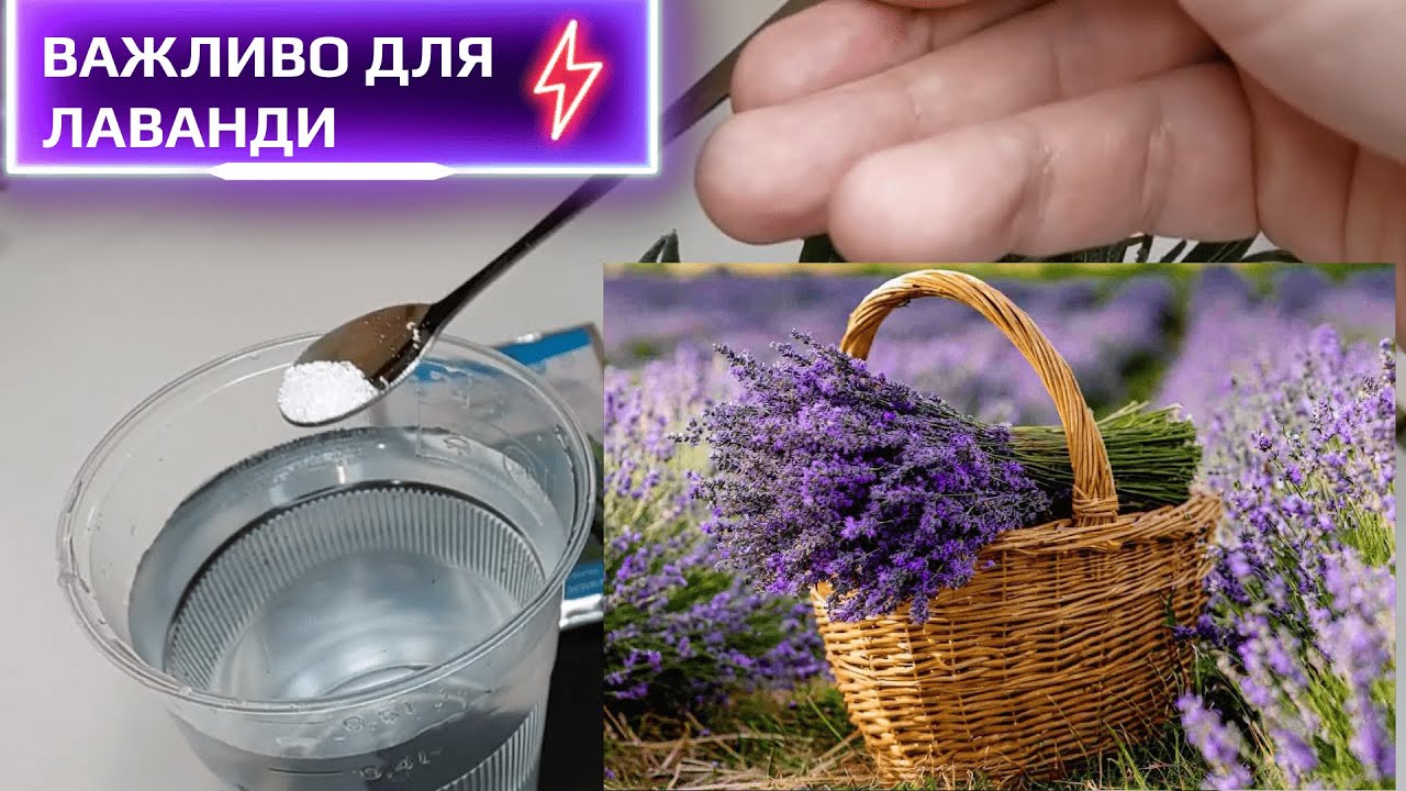 ДВА ДОБРИВА = МІЦНА ЛАВАНДА. Мої саджанці лаванди через рік. Вирощування лаванди. Plant Helper