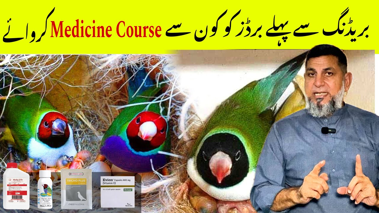 Important Medicines Course For Birds Before Breeding