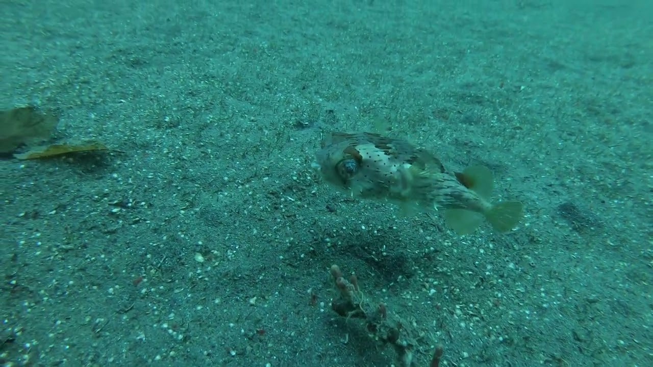 Ambon, Indonesia - Muck Diving Porcupine fish