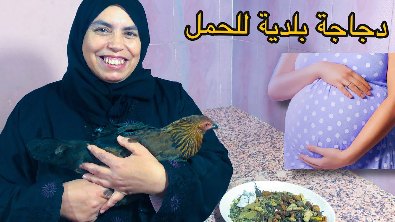 شرح مفصل و دقيق عن تحضير دجاجة بلدية للحمل.. مجربة و ناجحة انشاءلله 🙏❤️