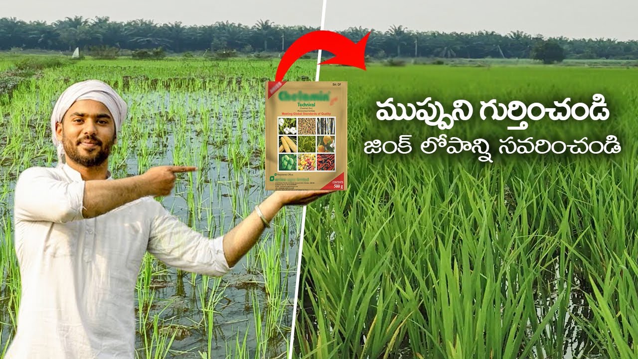paddy lo zinc lopam nivarana | zinc deficiency in paddy